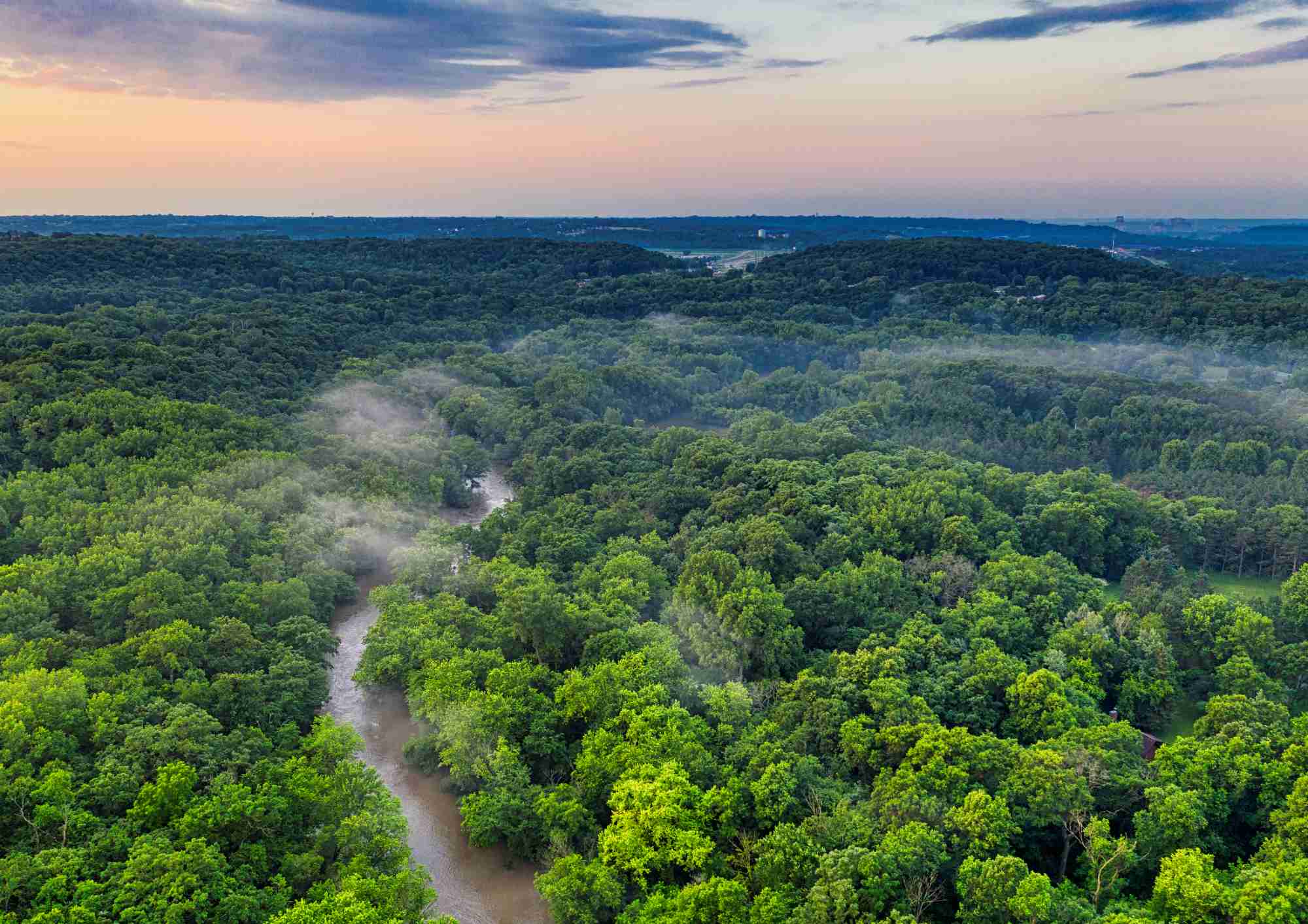Forest landscape