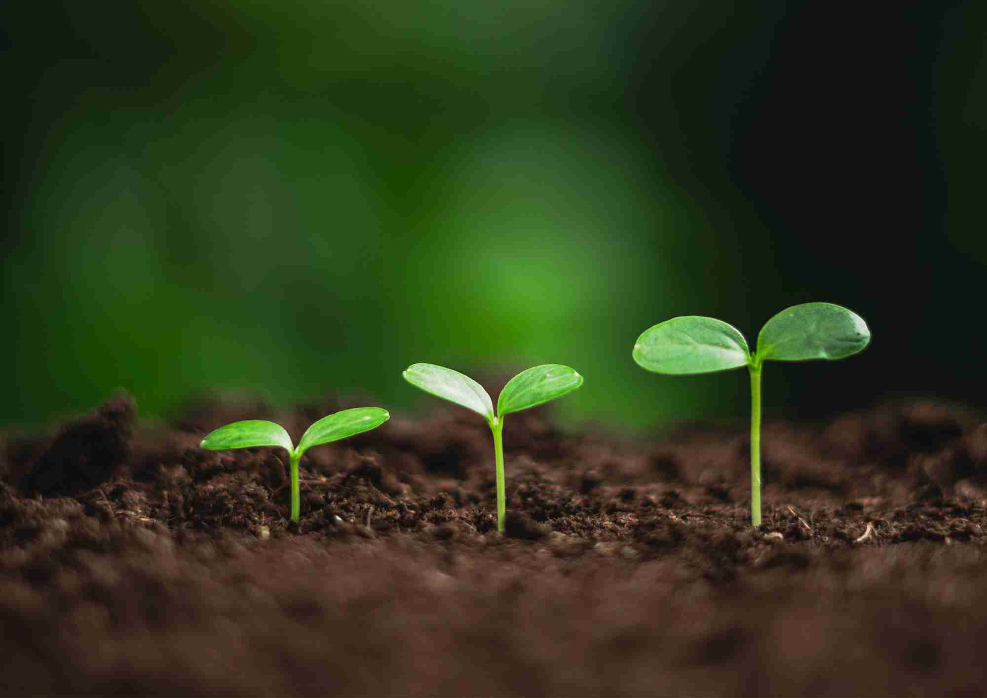Close-up of seedlings in soil