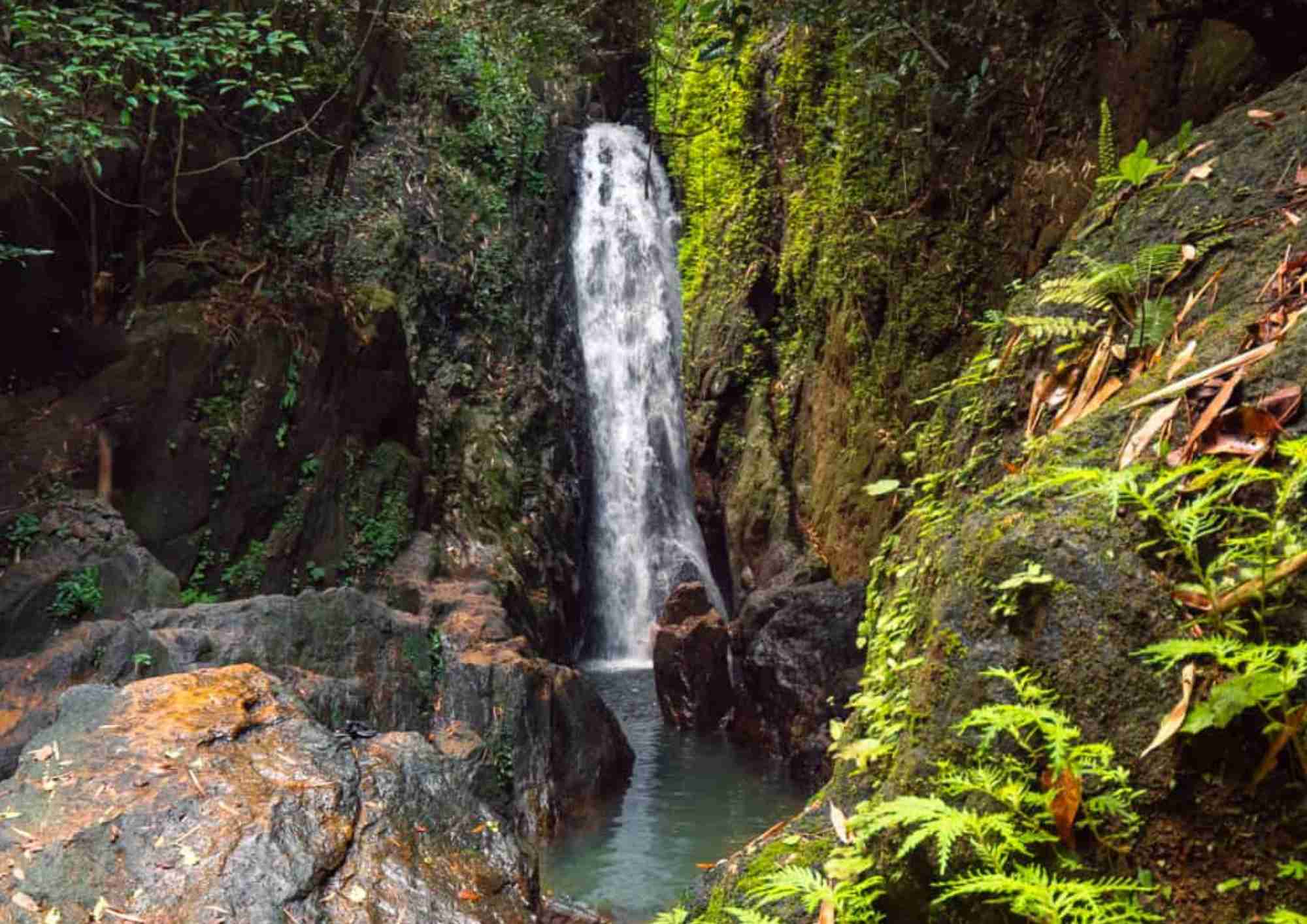 Waterfall and ferns