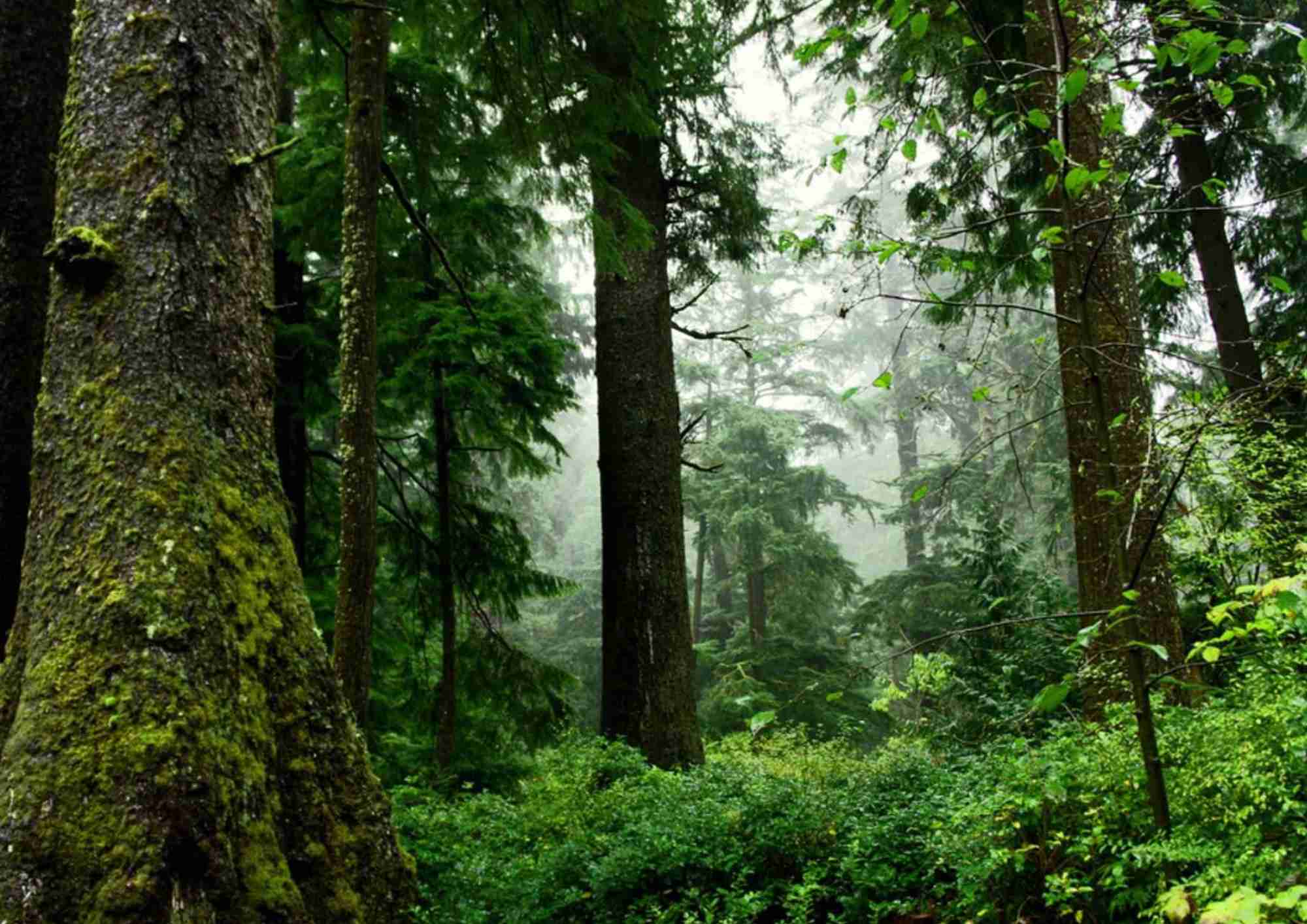 Nature/greenery