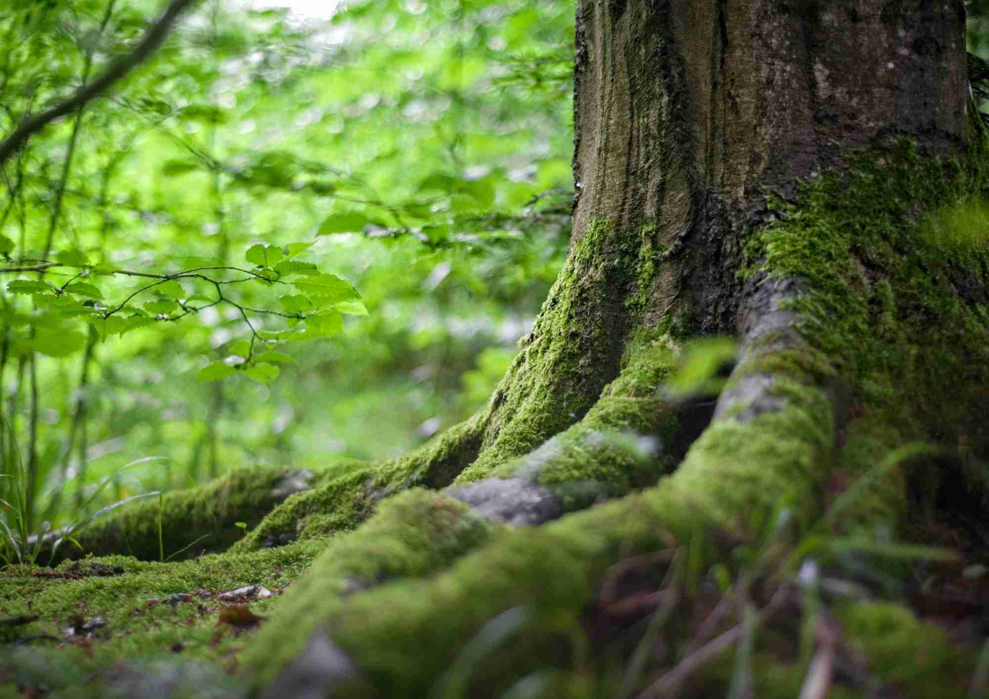 Forest background
