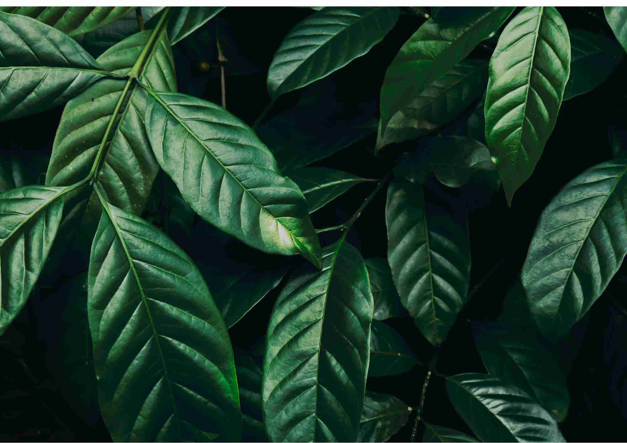 Green leaves