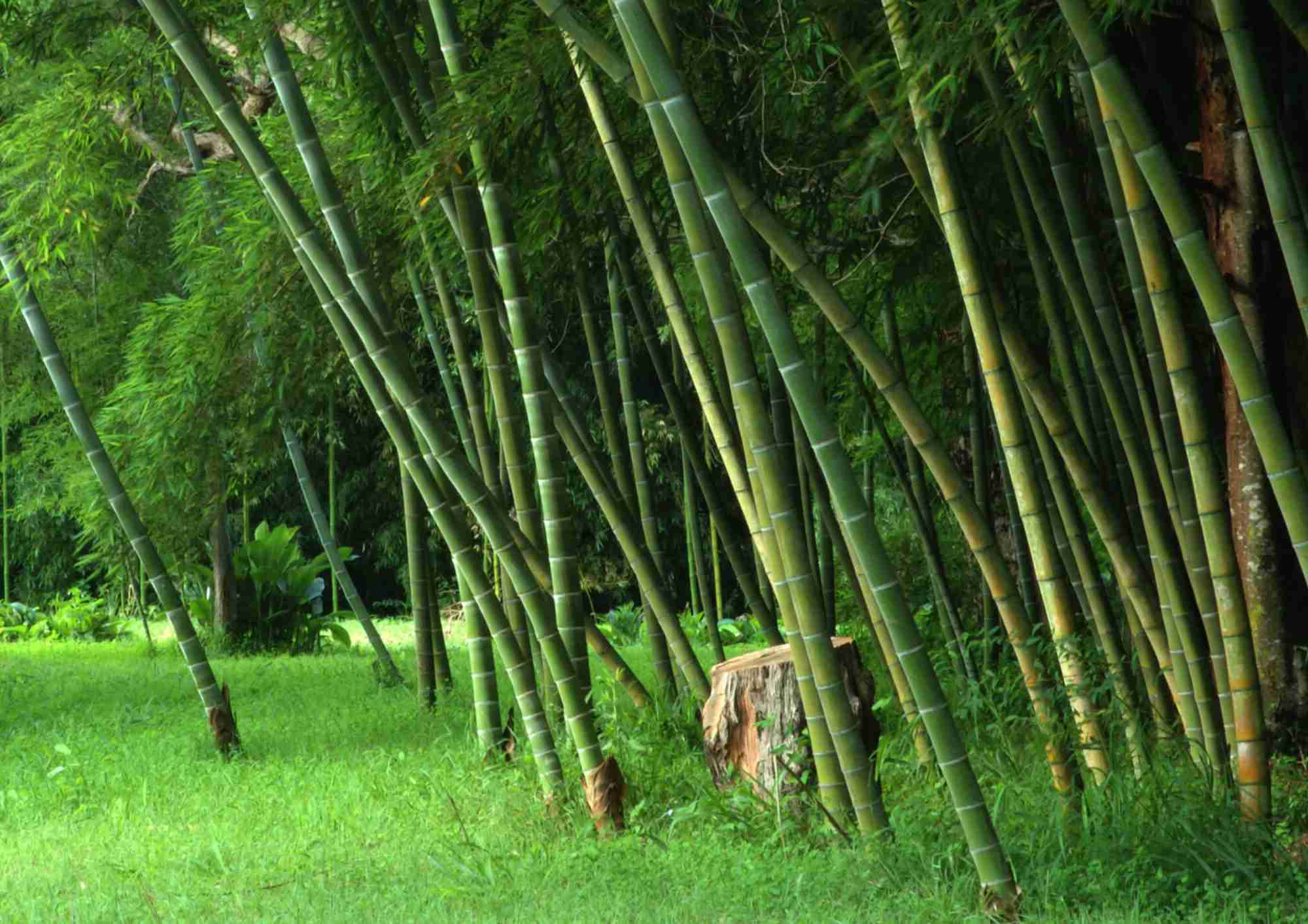 Bamboo forest